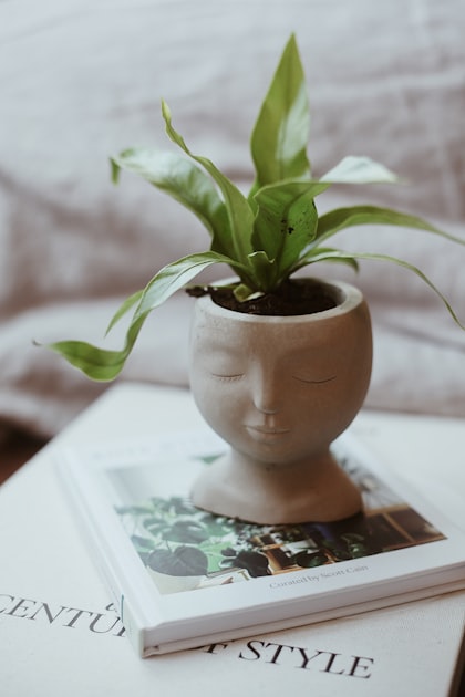 Indoor Plants for Beginners